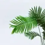 location plante verte