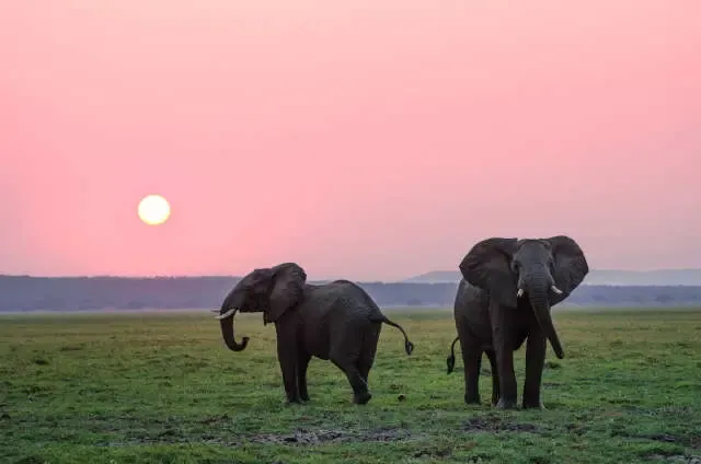 elephant kenya