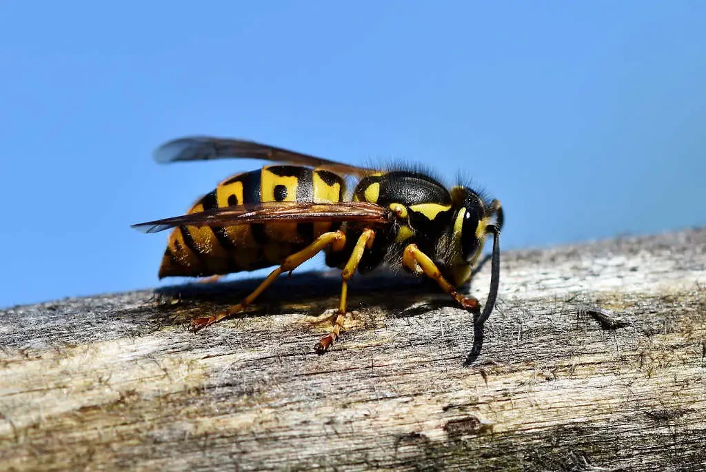 Comment se débarrasser des guêpes ?